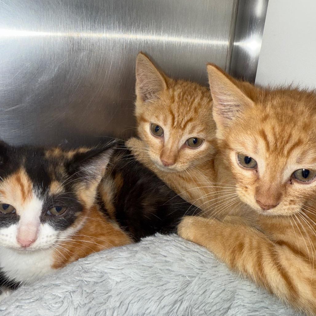 Enlarge Van, a Adoptable Domestic Short Hair in Cedaredge, CO image 2/2