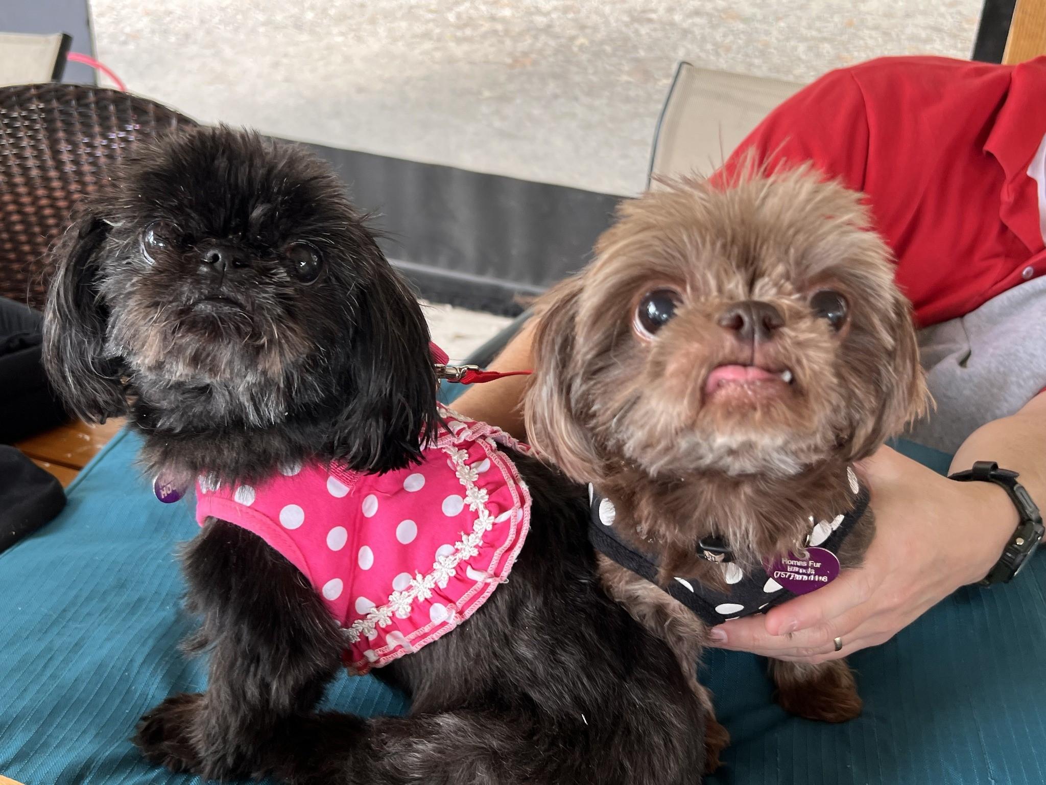 Enlarge Ginger, a Adoptable Shih Tzu in Williamsburg, VA image 1/5