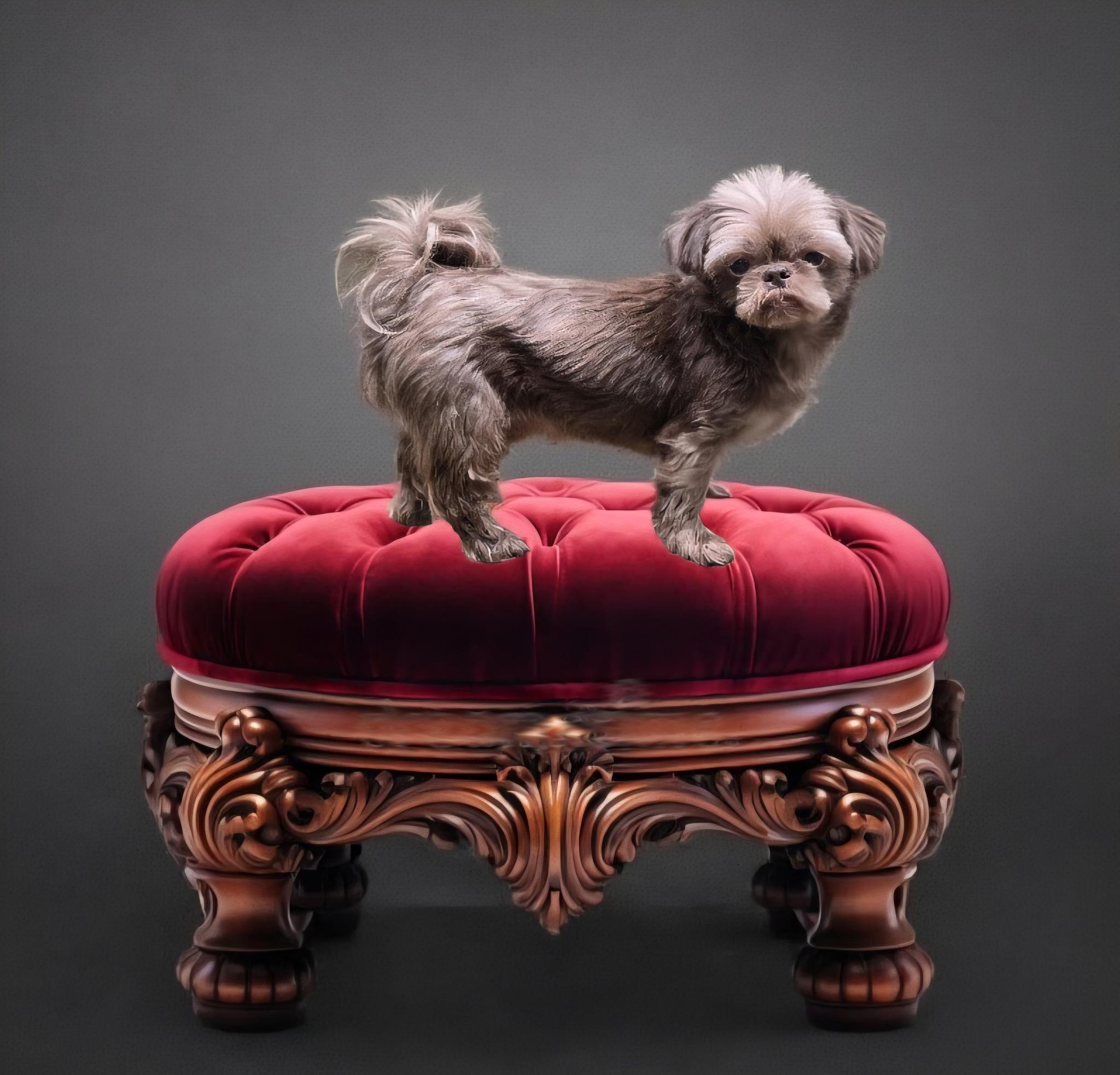 Enlarge Ginger, a Adoptable Shih Tzu in Williamsburg, VA image 3/5