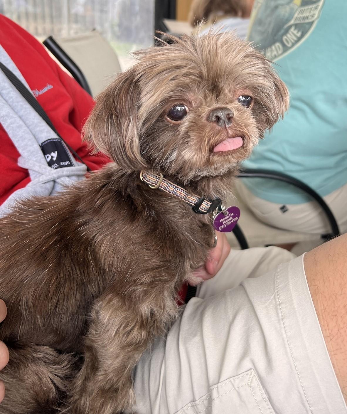Enlarge Ginger, a Adoptable Shih Tzu in Williamsburg, VA image 5/5