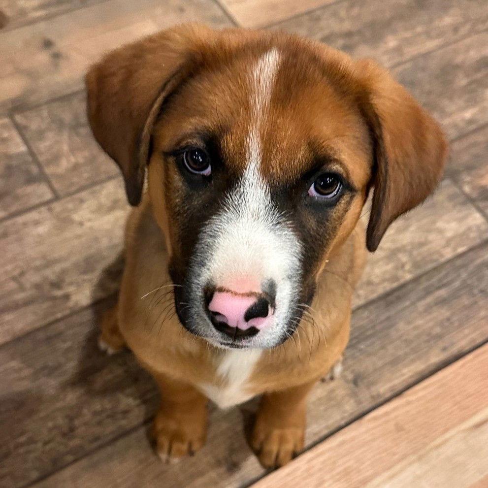 Bridger (FTF Only), a Adoptable Mixed Breed in Laramie, WY image 1/3