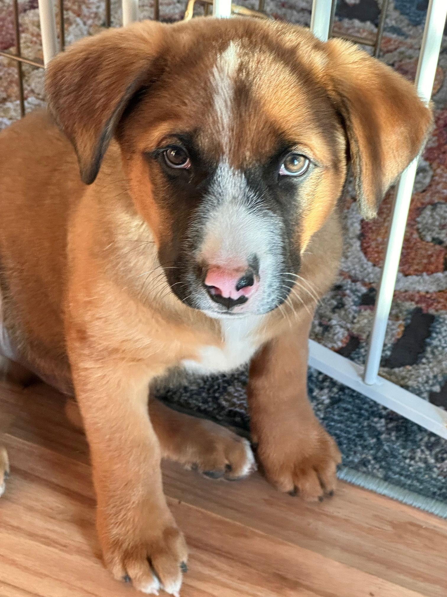 Bridger (FTF Only), a Adoptable Mixed Breed in Laramie, WY image 2/3