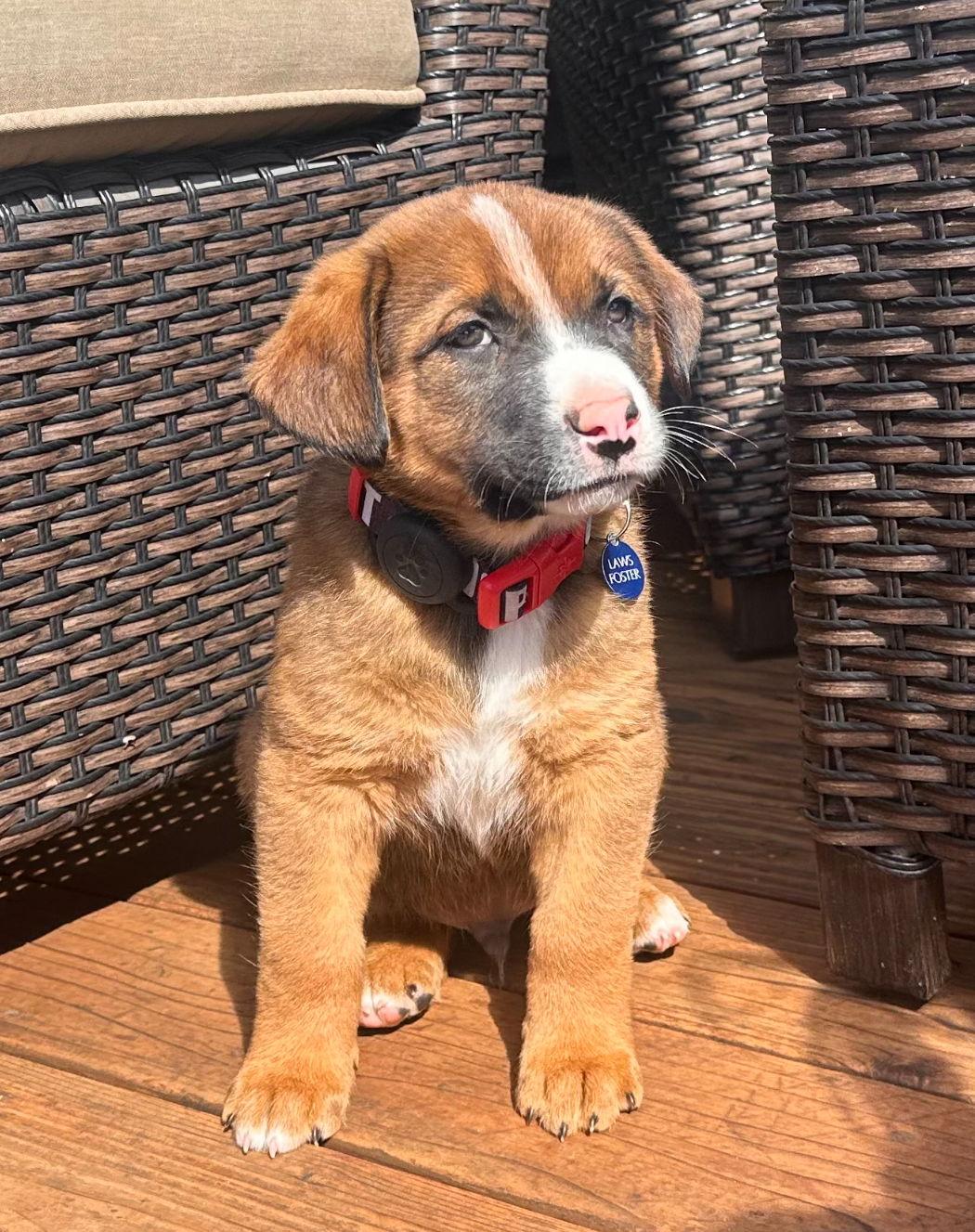 Bridger (FTF Only), a Adoptable Mixed Breed in Laramie, WY image 3/3