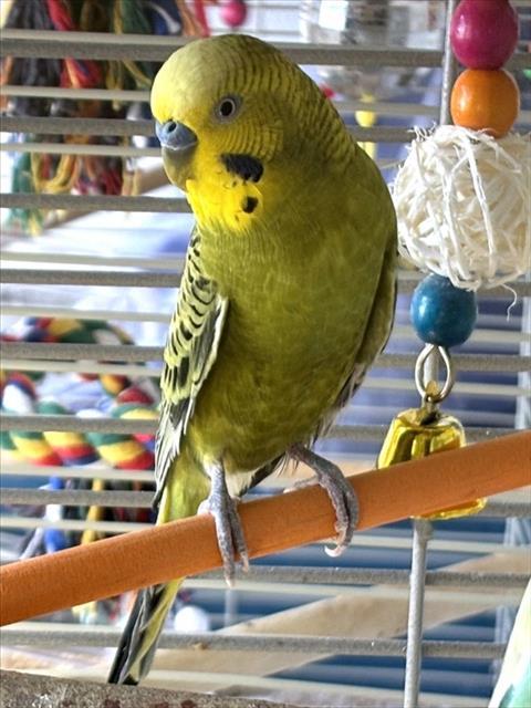 ANTHONY, Adoptable, Young Male Parakeet (Other).