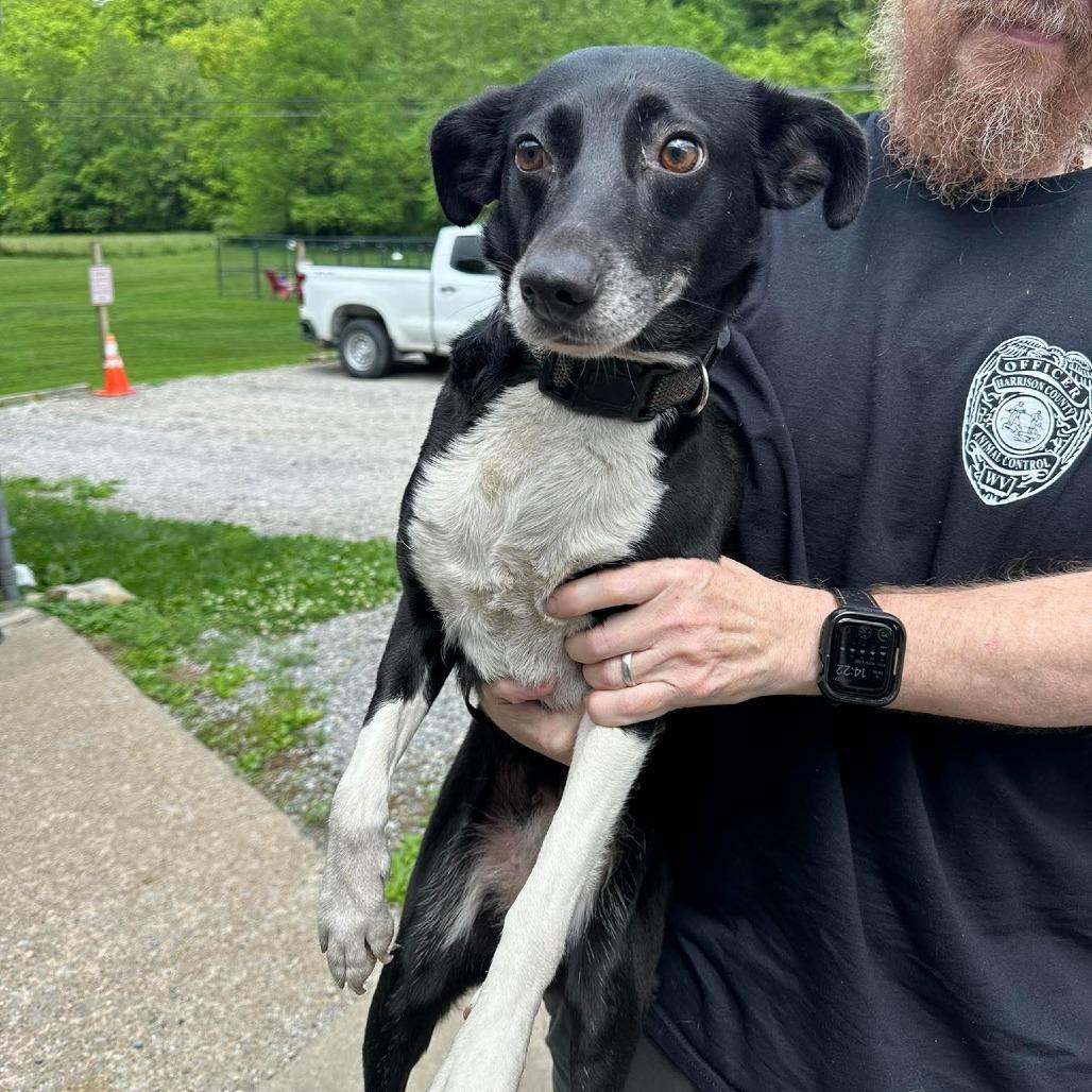 Hattie, Adoptable, Adult Female Border Collie & Beagle.