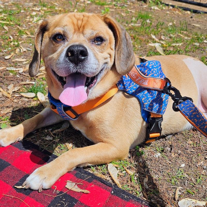 Garbanzo, a Adoptable mixed breed image 1/6