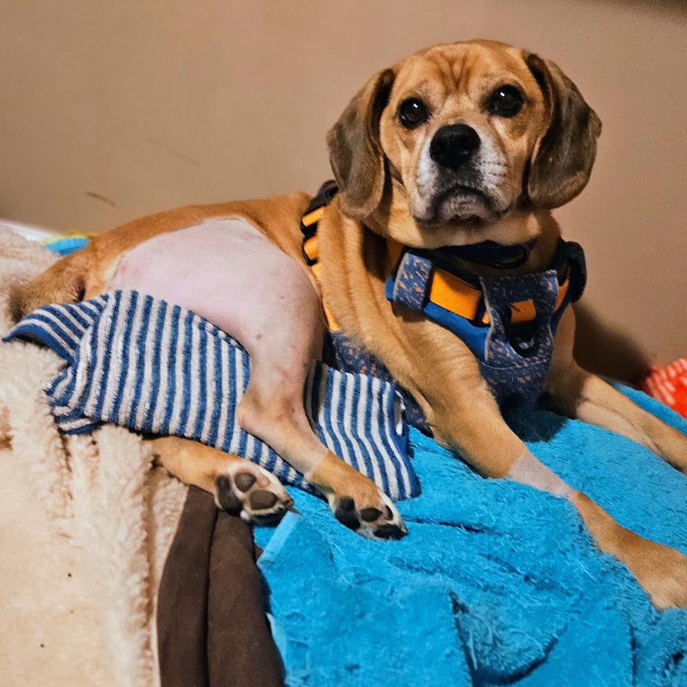 Garbanzo, a Adoptable mixed breed image 2/6