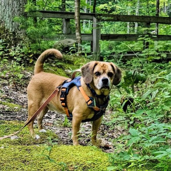 Garbanzo thumbnail 3