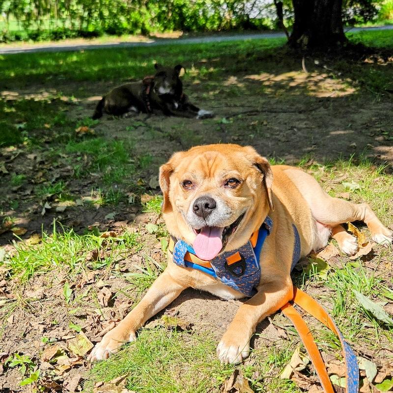 Garbanzo, a Adoptable mixed breed image 4/6