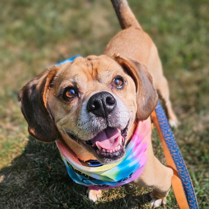 Garbanzo, a Adoptable mixed breed image 5/6