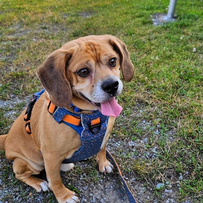 Garbanzo, a Adoptable mixed breed image 6/6