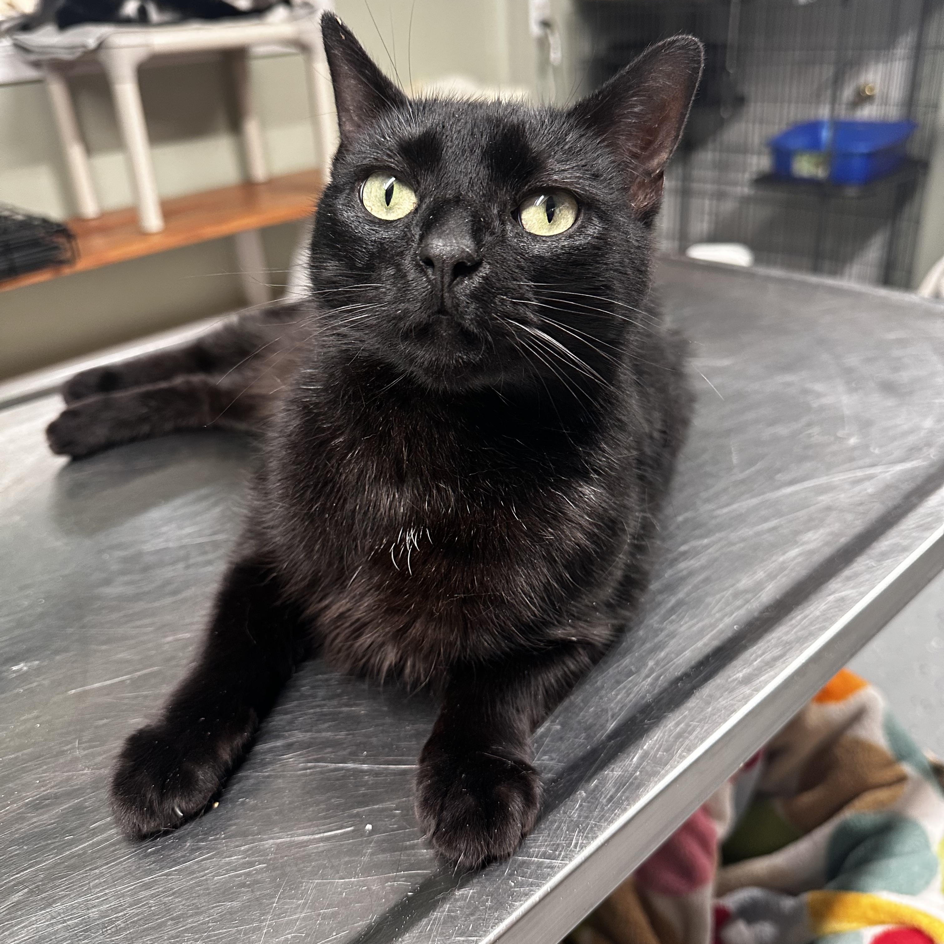 Nora, ADOPTABLE, Young Female Domestic Short Hair.