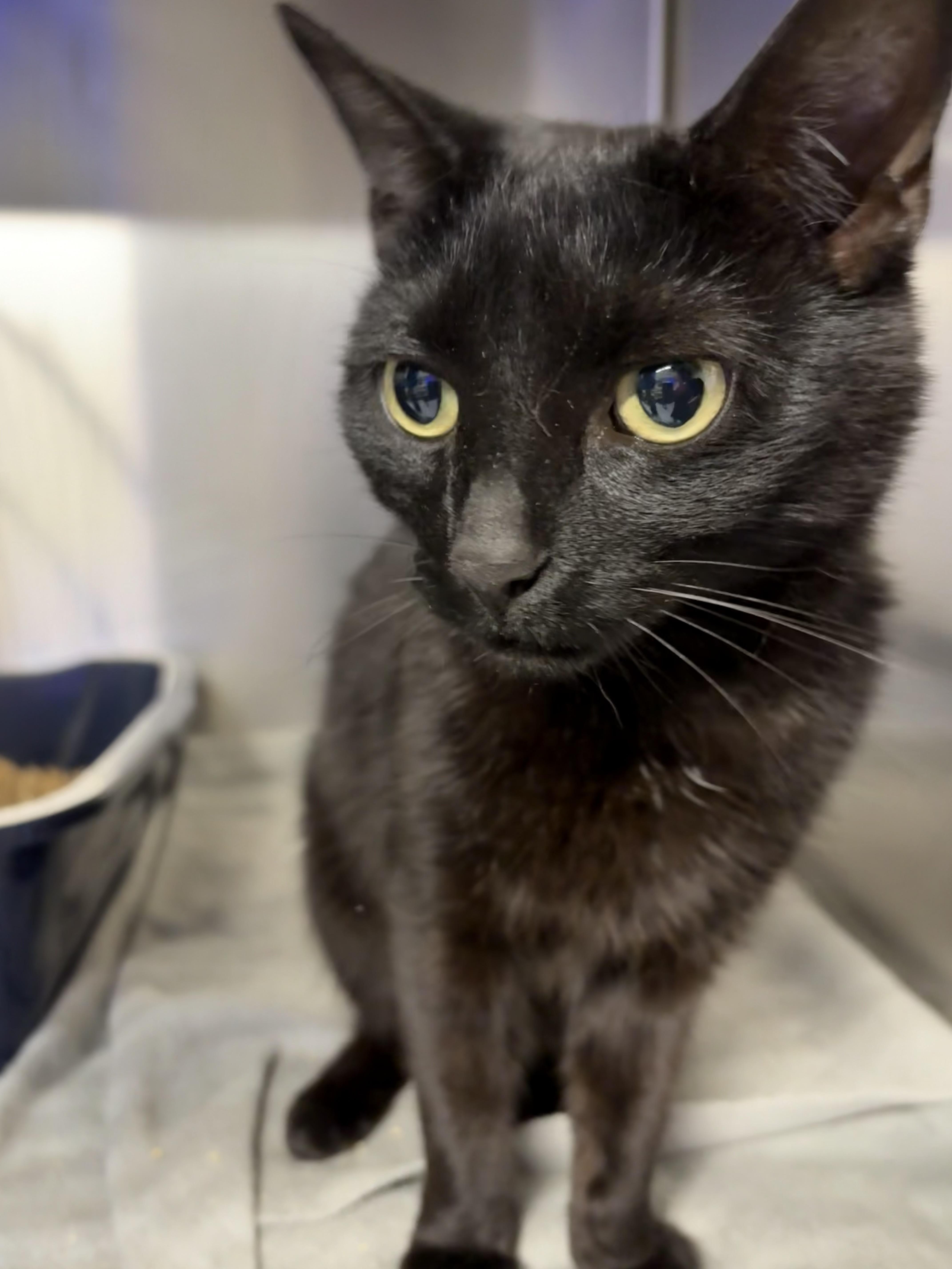 Enlarge Nora, a ADOPTABLE Domestic Short Hair in North East, MD image 1/1