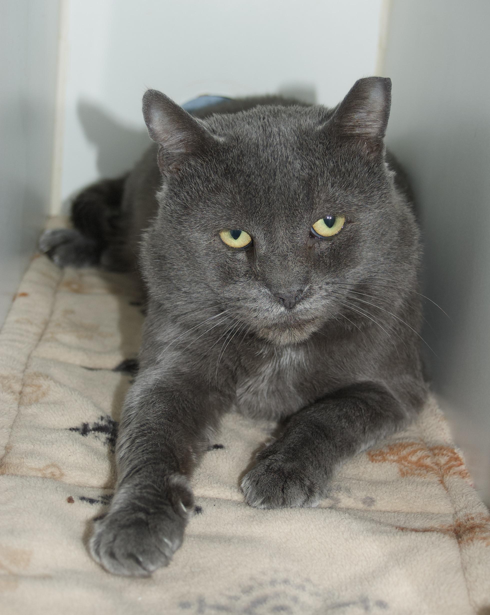 Enlarge Harvey, an adoptable Domestic Short Hair in Grass Valley, CA image 1/3