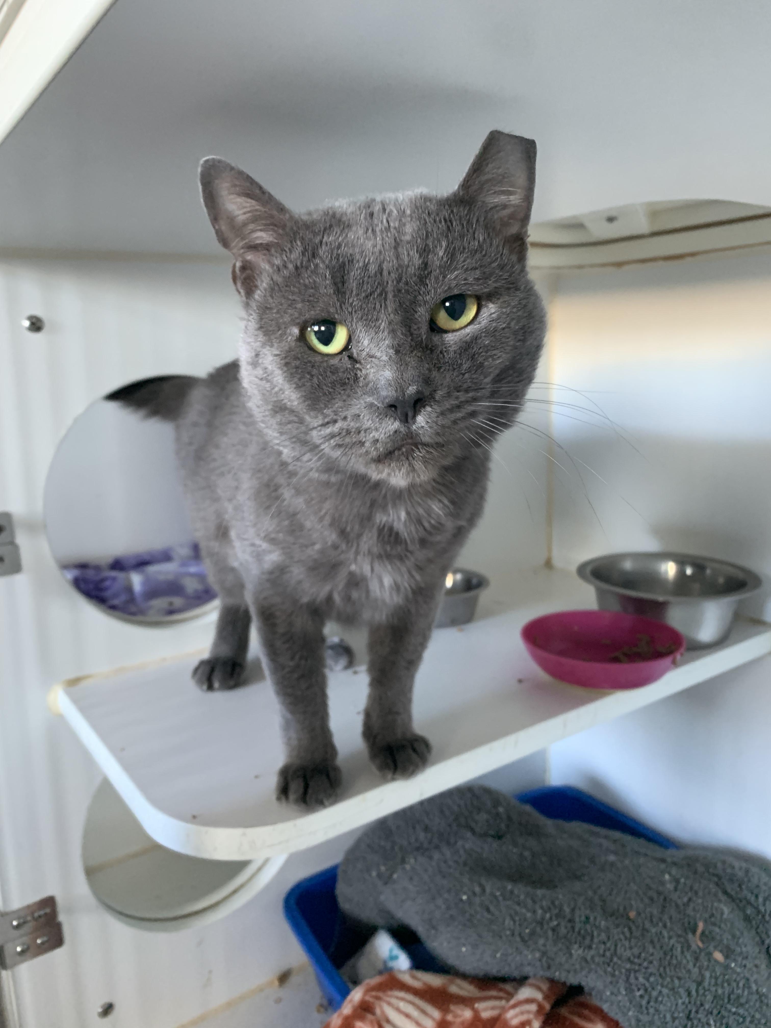 Harvey, adoptable, Adult Male Domestic Short Hair.