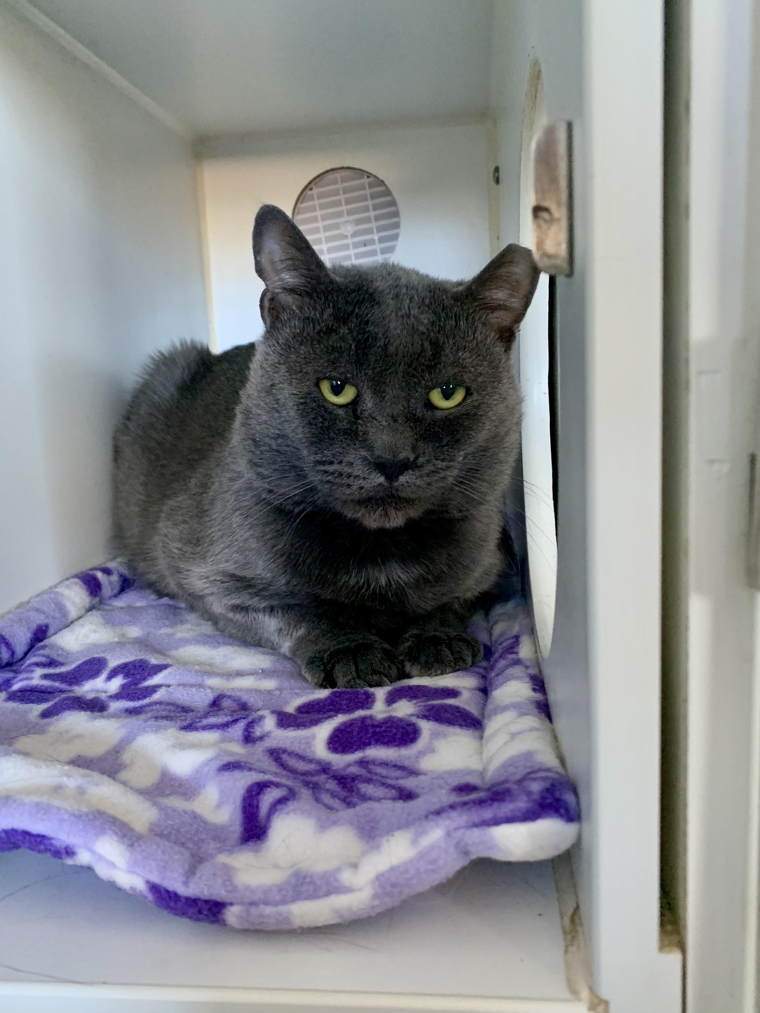 Enlarge Harvey, an adoptable Domestic Short Hair in Grass Valley, CA image 3/3