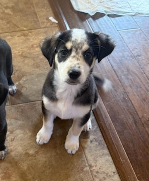 Enlarge Merlot, a Adoptable mixed breed in Fayetteville, AR image 1/3