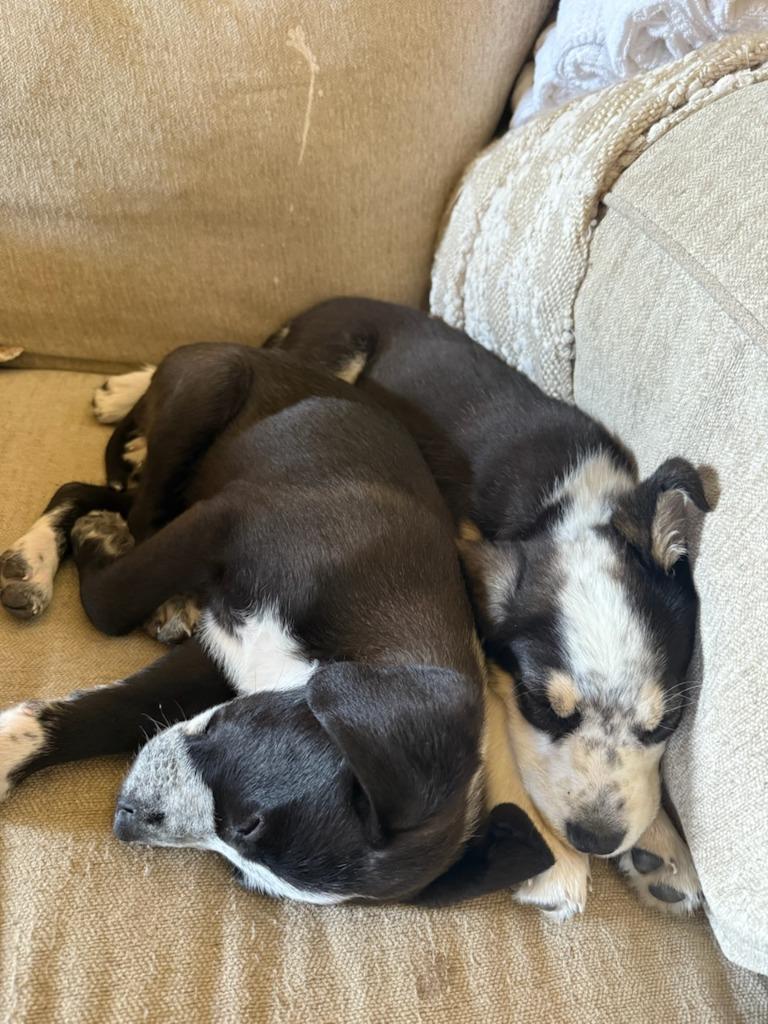 Enlarge Merlot, a Adoptable mixed breed in Fayetteville, AR image 2/3