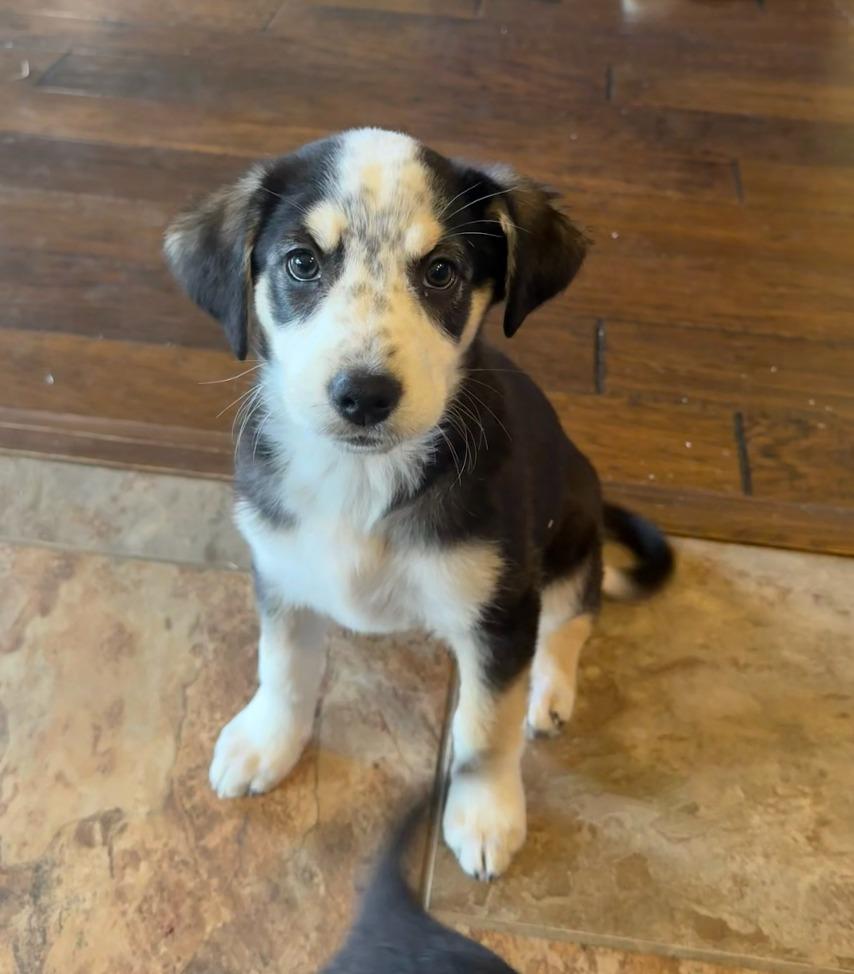 Enlarge Merlot, a Adoptable mixed breed in Fayetteville, AR image 3/3