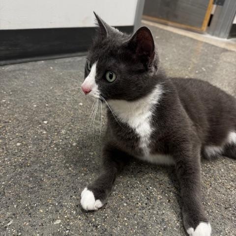Enlarge Oona, a ADOPTABLE Domestic Short Hair in Hutchinson, MN image 3/4