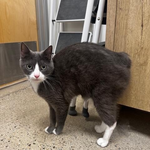 Enlarge Oona, a ADOPTABLE Domestic Short Hair in Hutchinson, MN image 1/4