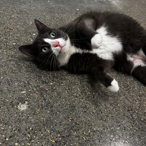 Enlarge Oona, a ADOPTABLE Domestic Short Hair in Hutchinson, MN image 4/4
