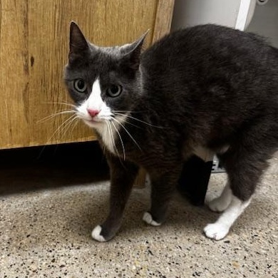 Enlarge Oona, a ADOPTABLE Domestic Short Hair in Hutchinson, MN image 2/4