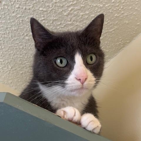 Oona, ADOPTABLE, Senior Female Domestic Short Hair.