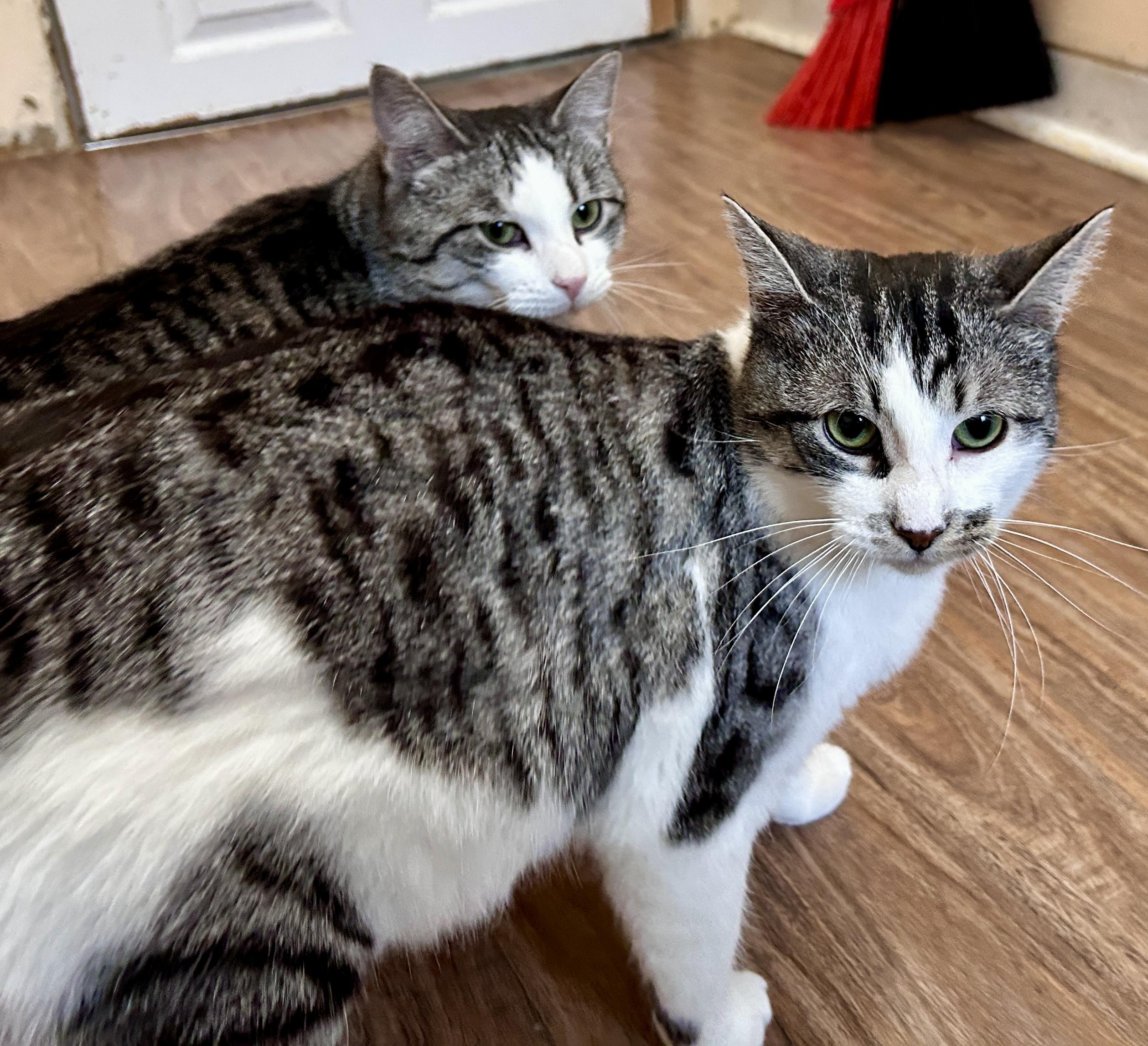 Enlarge Cindy and Mink, a Adoptable Domestic Short Hair in Guelph, ON image 2/6