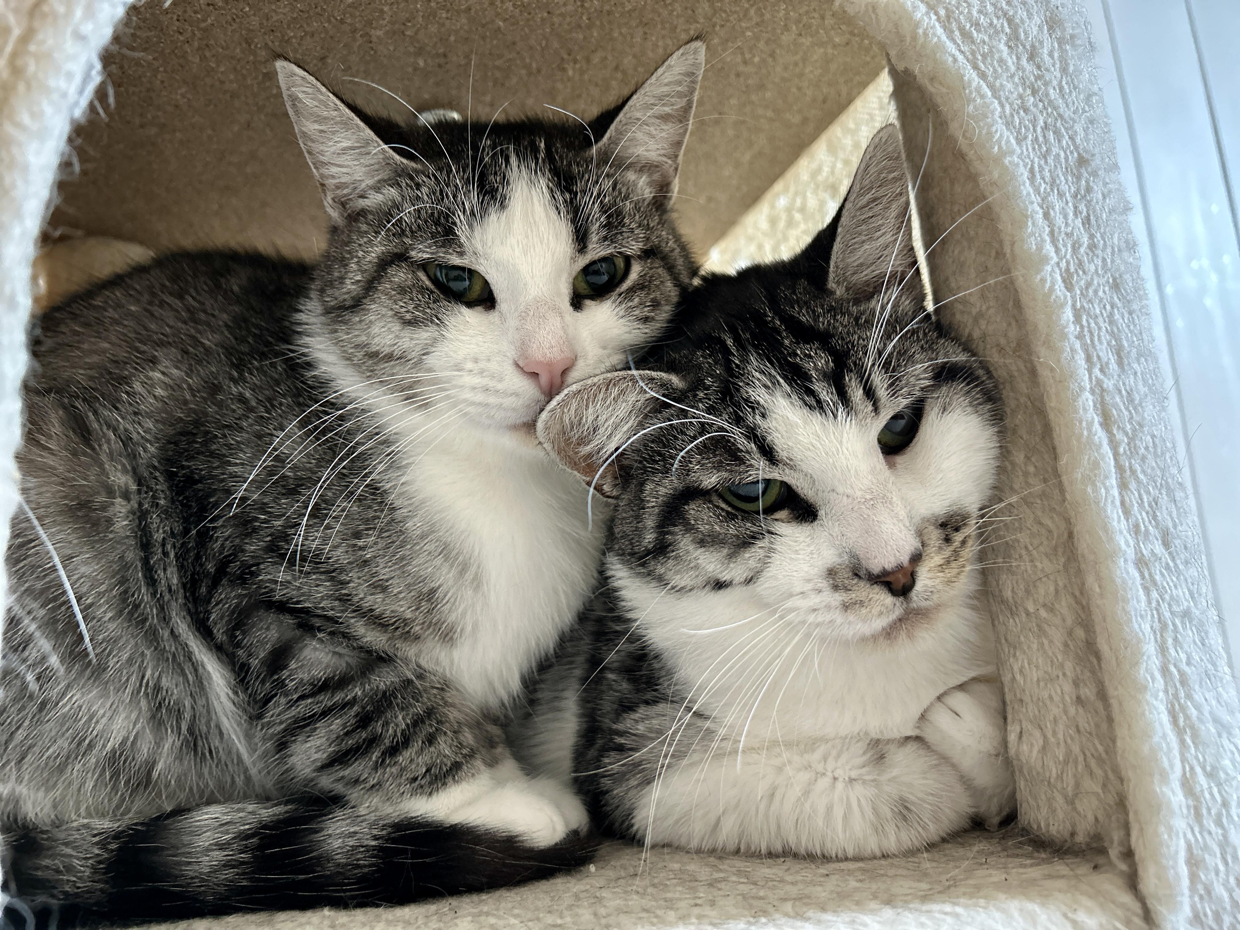 Cindy and Mink, Adoptable, Young Female Domestic Short Hair.