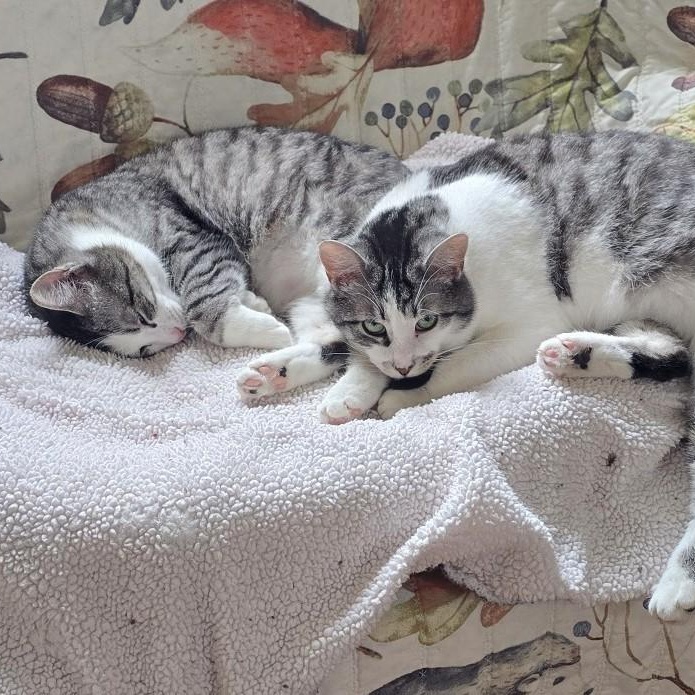 Enlarge Cindy and Mink, a Adoptable Domestic Short Hair in Guelph, ON image 1/6