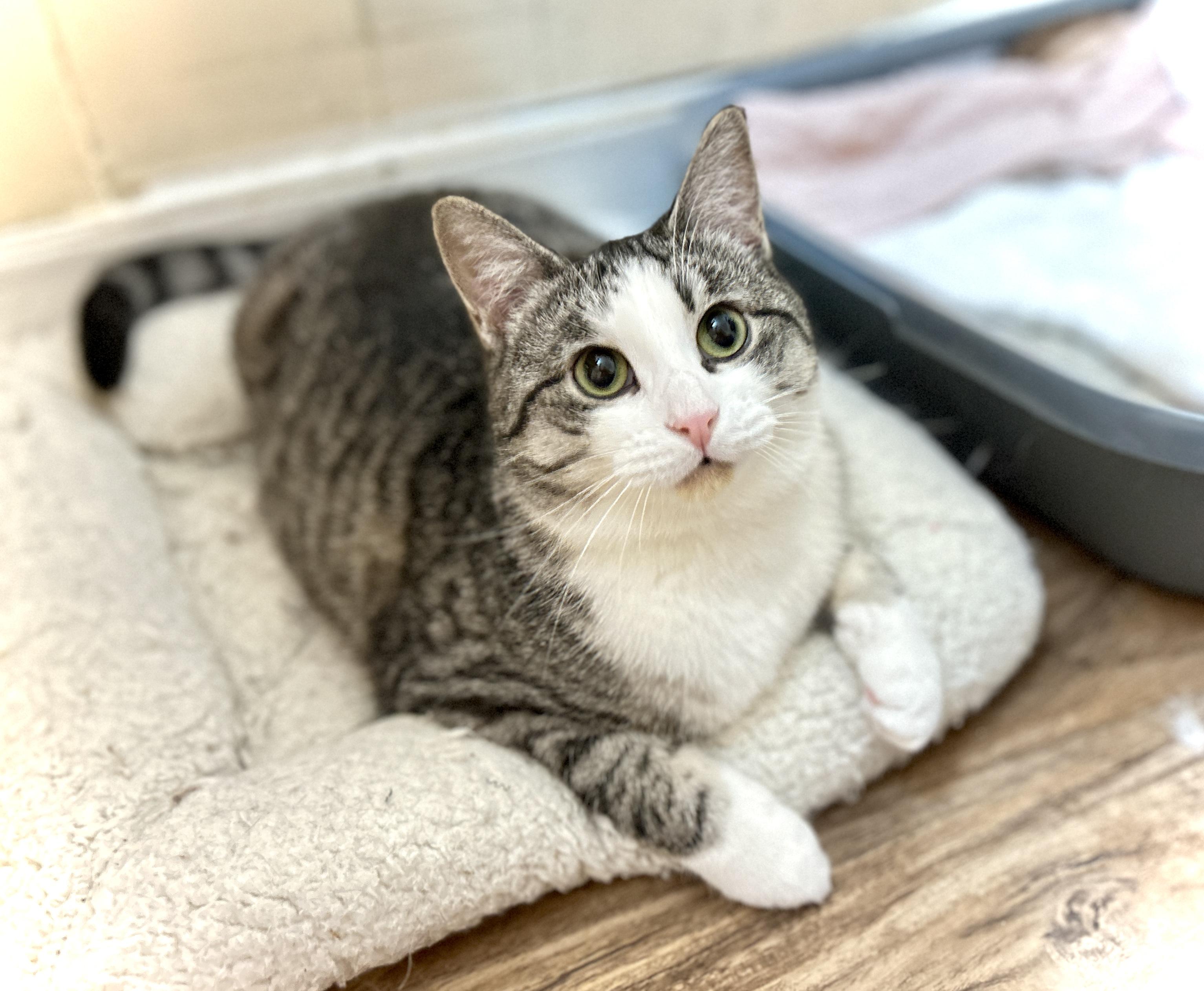 Enlarge Cindy and Mink, a Adoptable Domestic Short Hair in Guelph, ON image 5/6