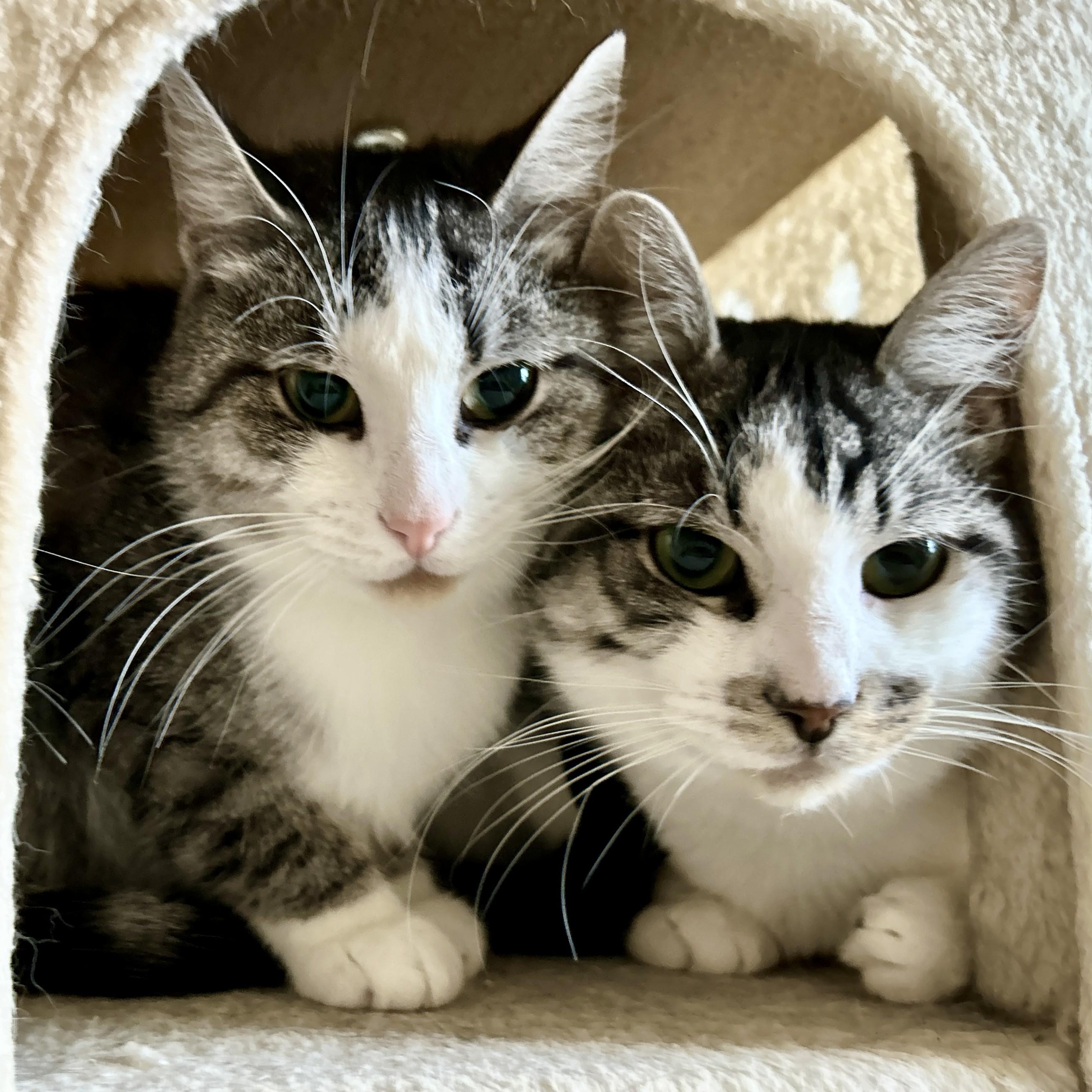 Cindy and Mink, a Adoptable Domestic Short Hair in Guelph, ON image 2/5