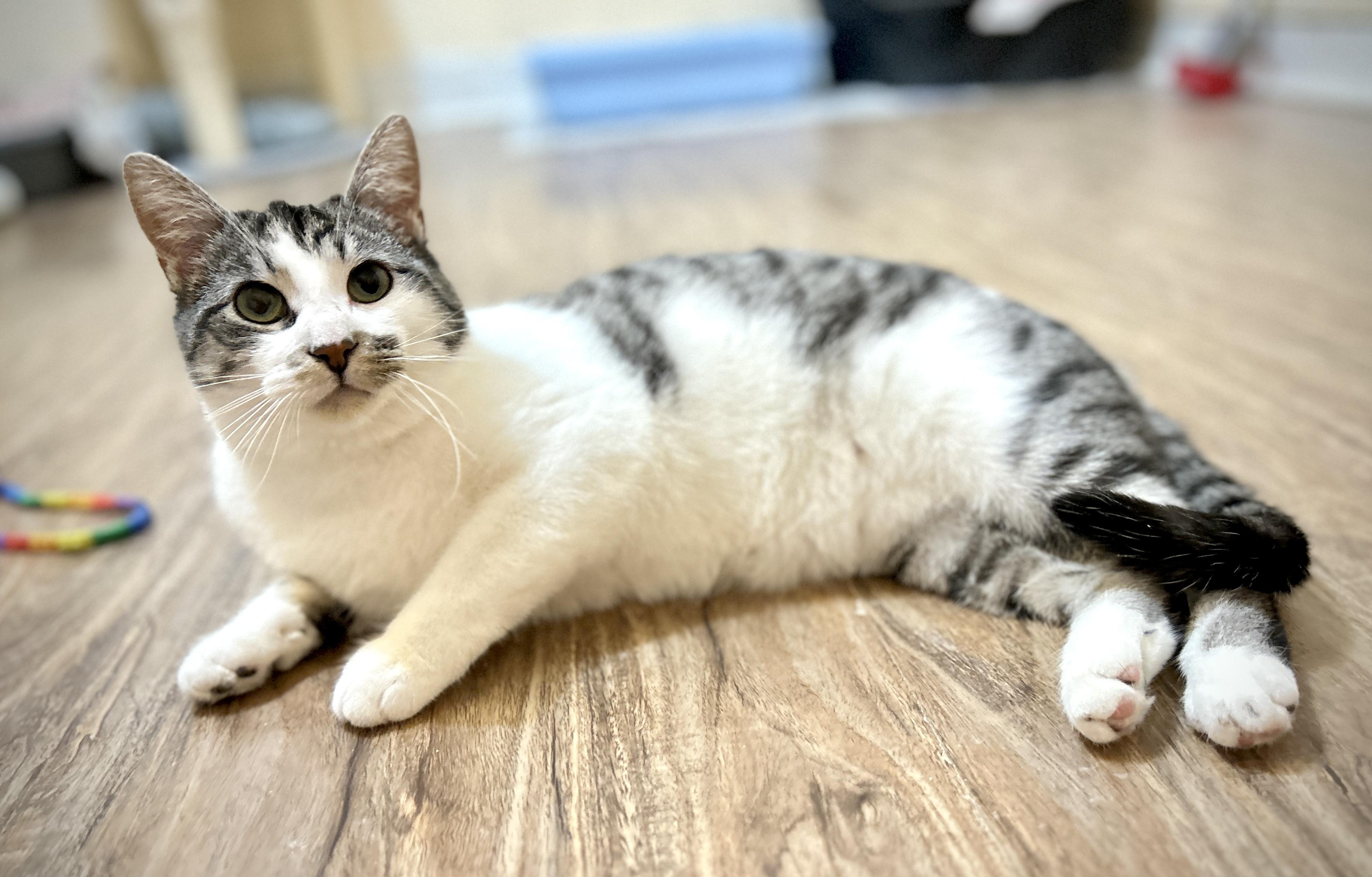 Enlarge Cindy and Mink, a Adoptable Domestic Short Hair in Guelph, ON image 4/6