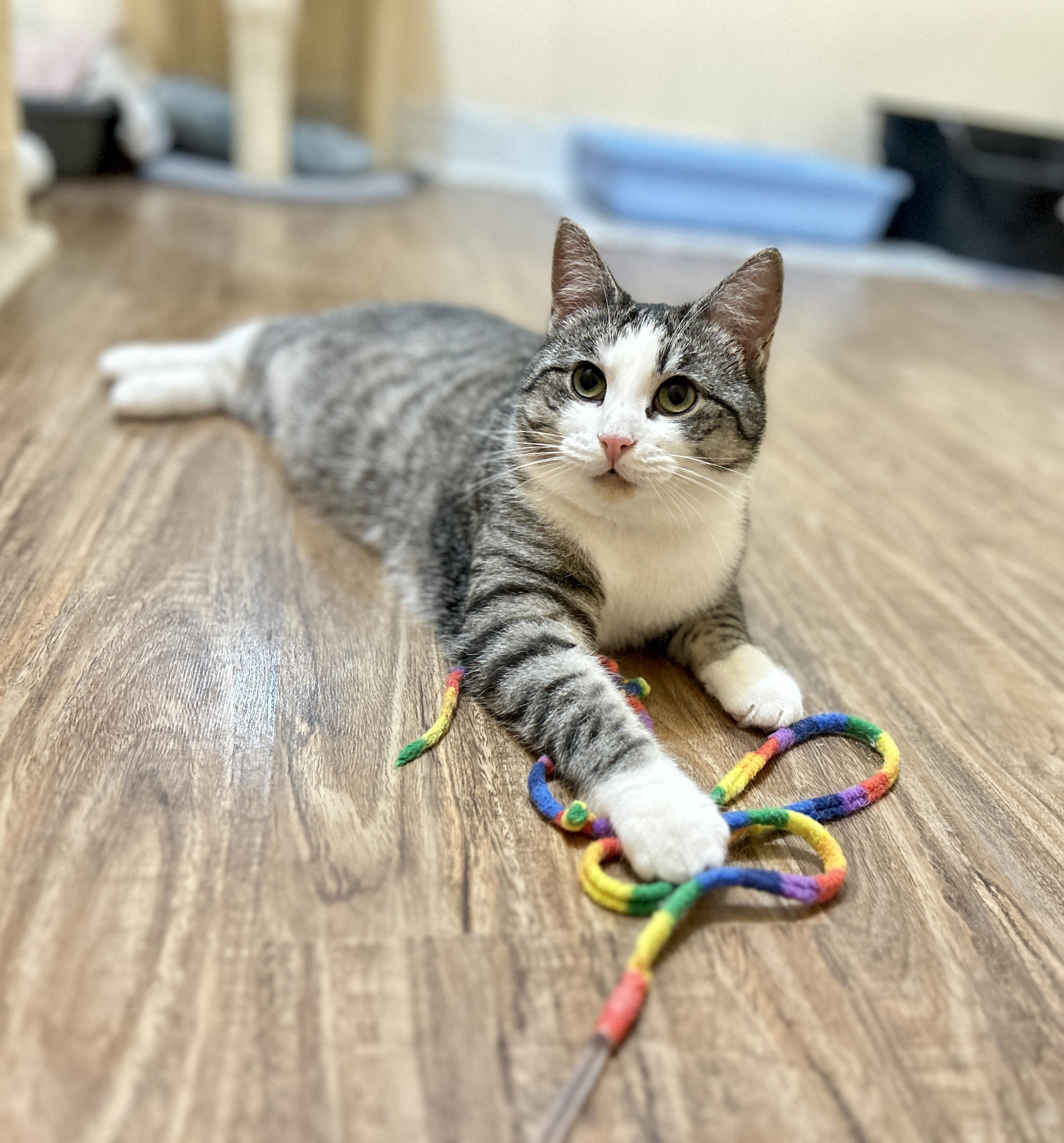 Enlarge Cindy and Mink, a Adoptable Domestic Short Hair in Guelph, ON image 3/6