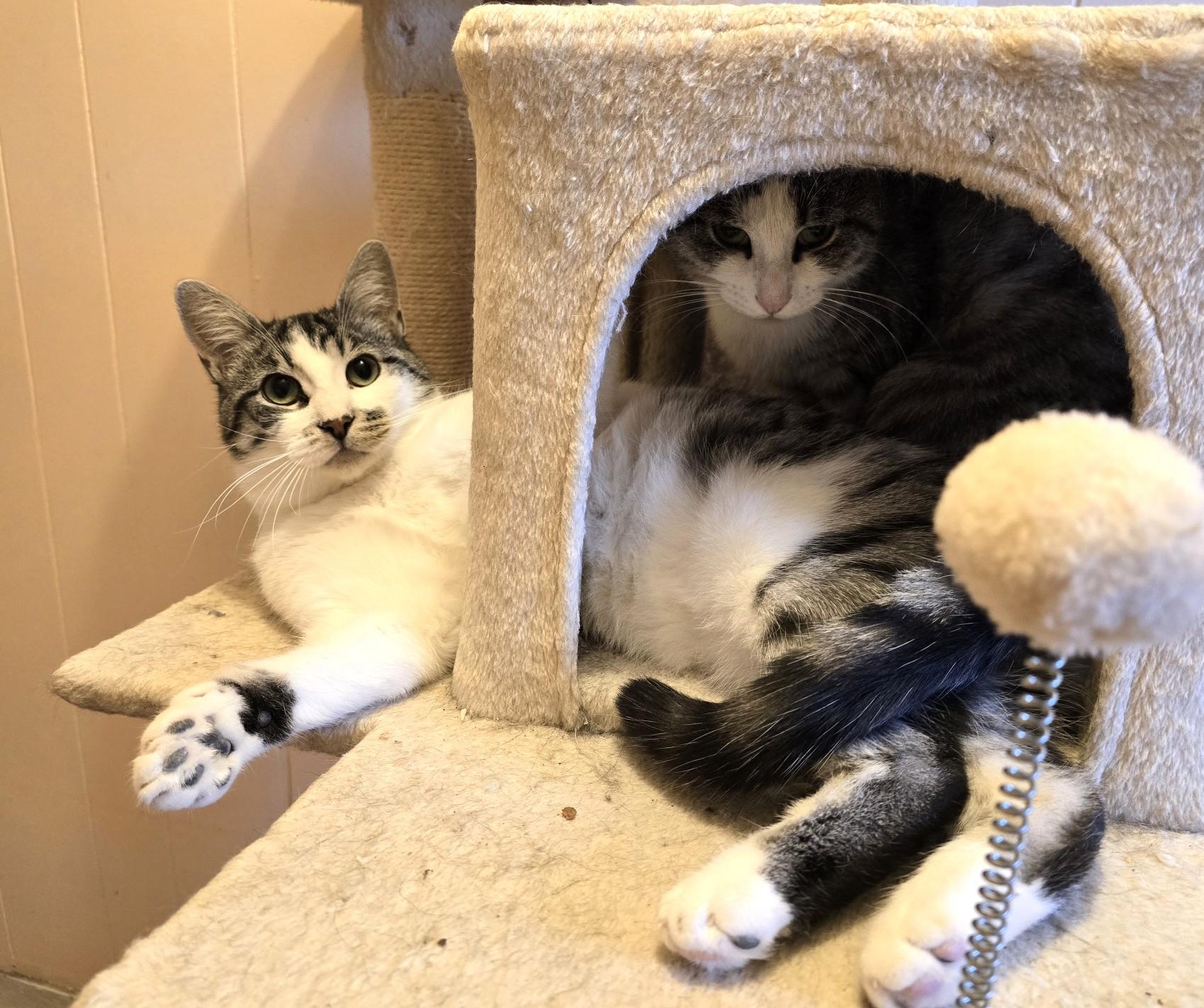 Cindy and Mink, a Adoptable Domestic Short Hair in Guelph, ON image 3/5