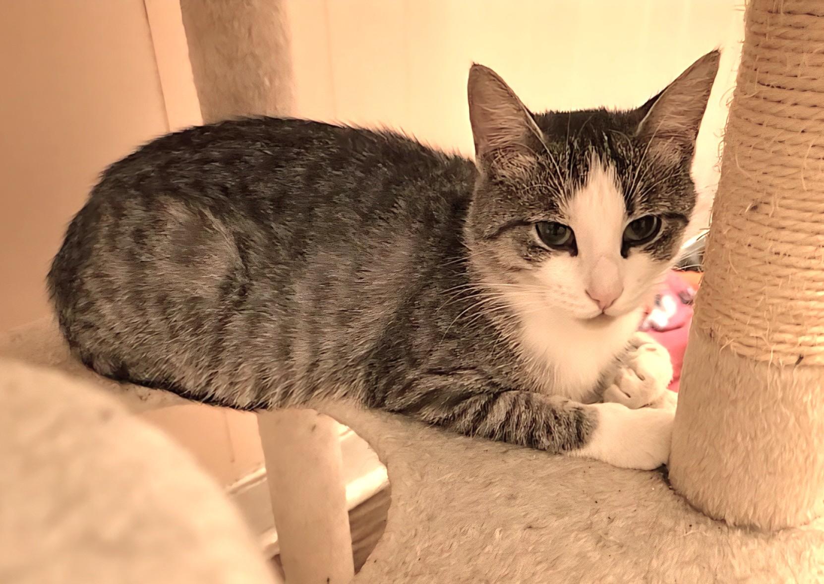 Cindy and Mink, a Adoptable Domestic Short Hair in Guelph, ON image 4/5