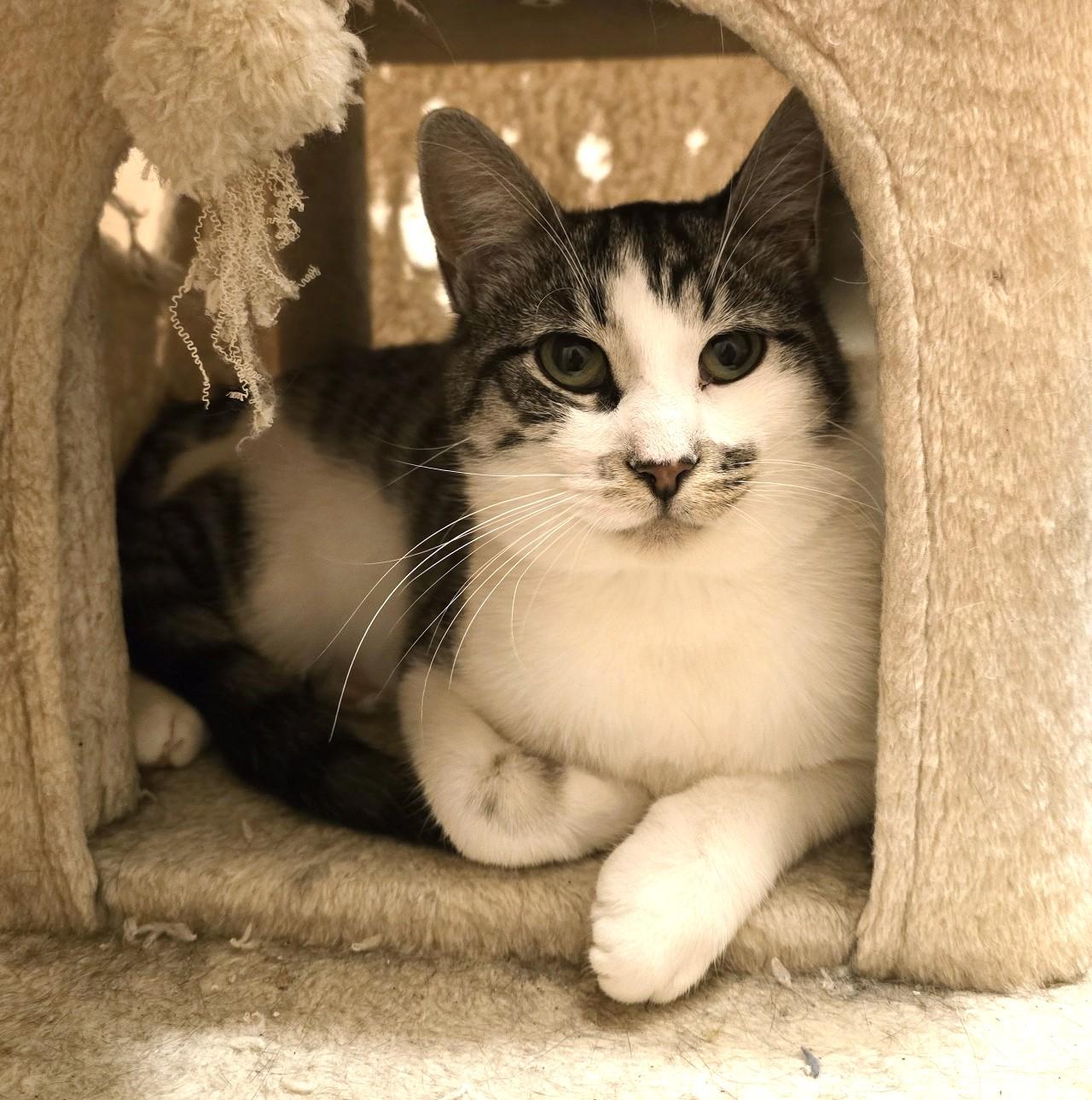 Cindy and Mink, a Adoptable Domestic Short Hair in Guelph, ON image 5/5