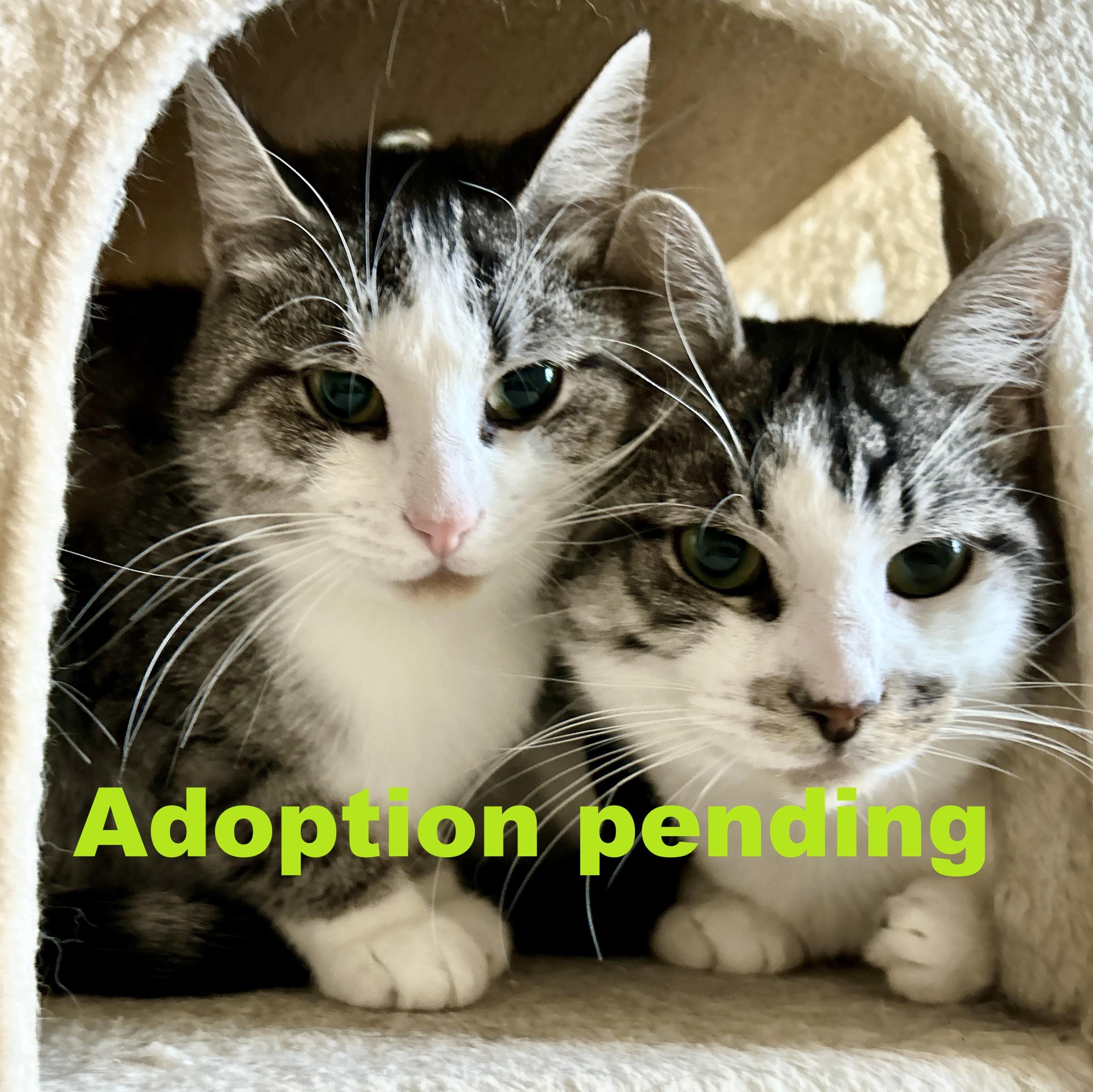 Cindy and Mink, an adopted Domestic Short Hair in Guelph, ON image 1/6