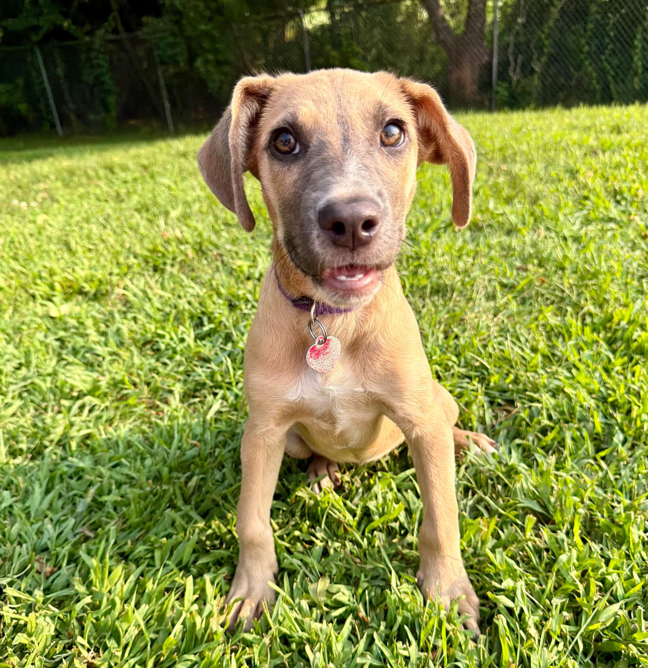 Enlarge Kidd, a ADOPTABLE mixed breed in Uxbridge, MA image 1/3