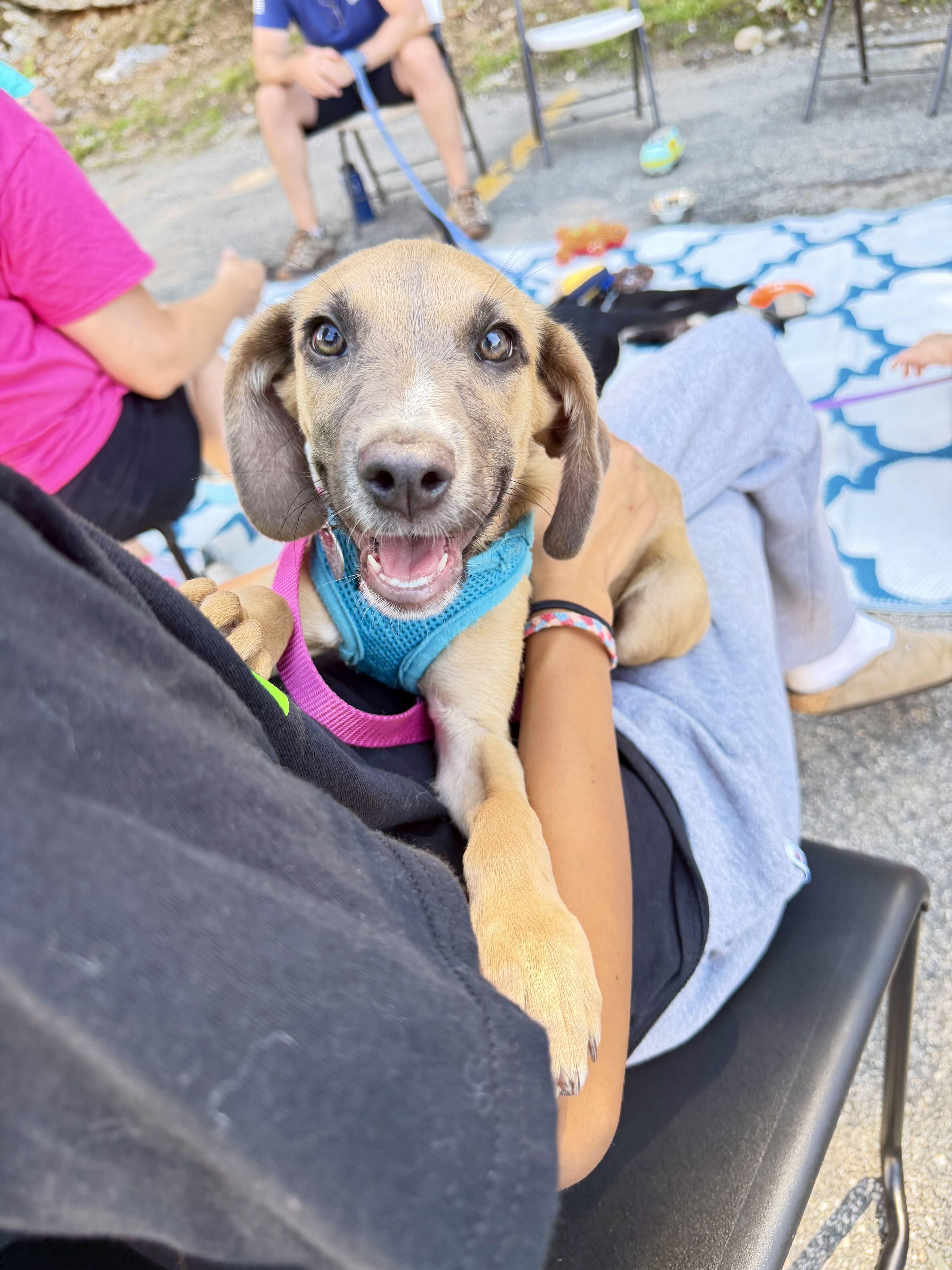 Enlarge Kidd, a ADOPTABLE mixed breed in Uxbridge, MA image 2/3