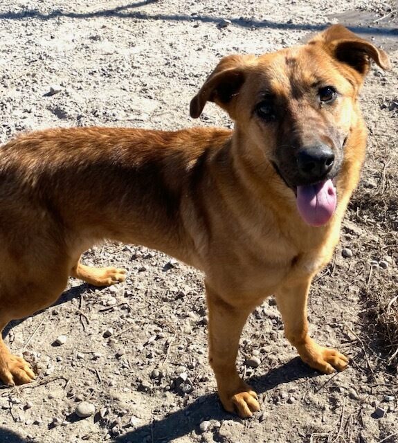 Dog for adoption Gummy Worm, a Shepherd Mix in Polson, MT Petfinder