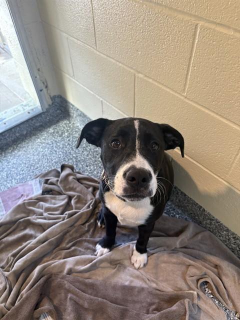 ZOE, Adoptable, Young Female Labrador Retriever & Mixed Breed.