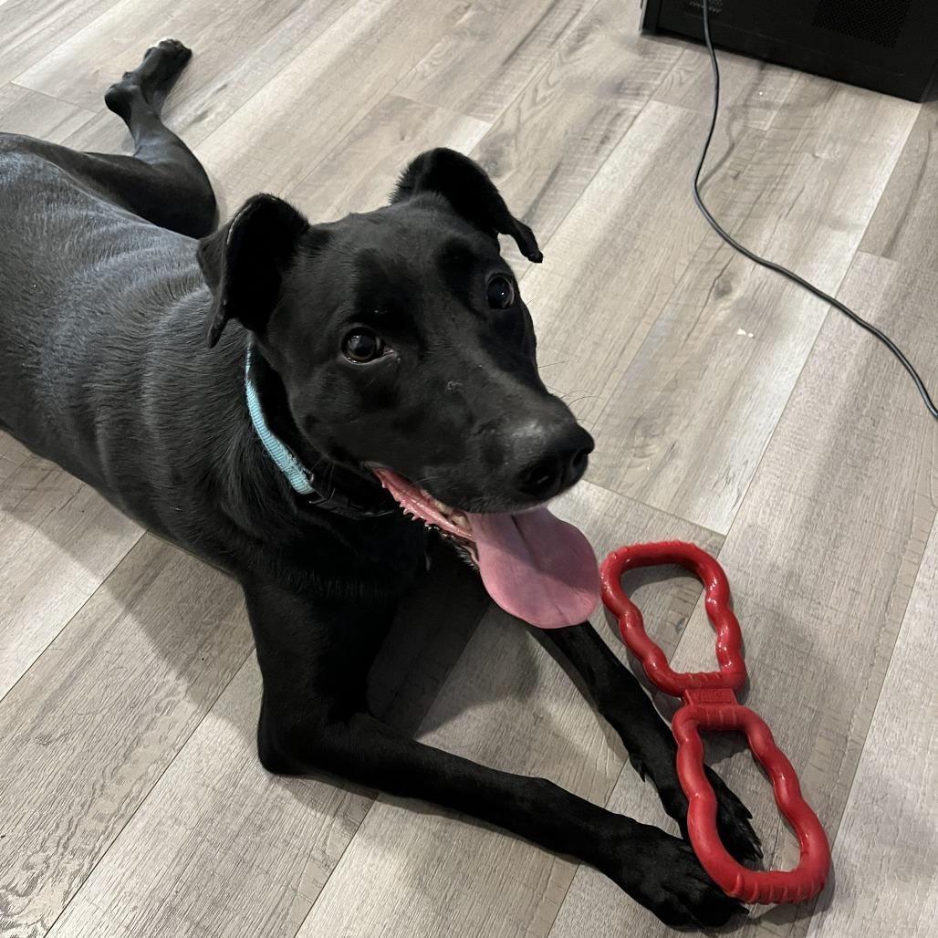 Maggie, Adoptable, Adult Female Mixed Breed.