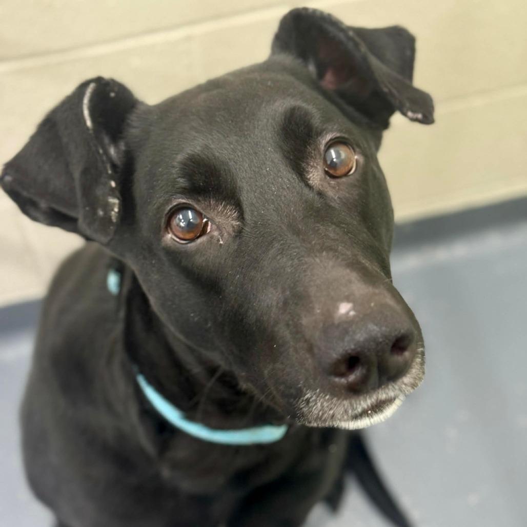 Maggie, Adoptable, Adult Female Mixed Breed.