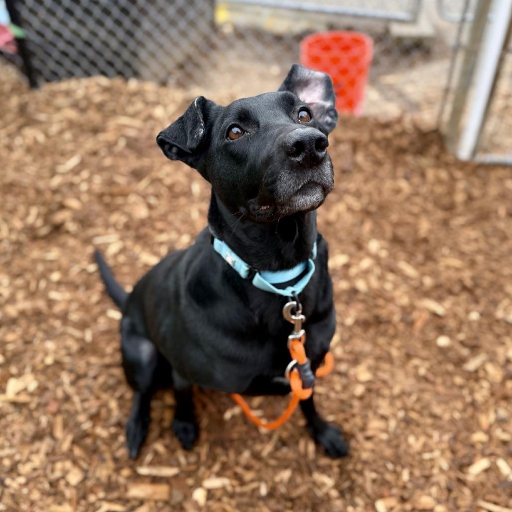 Enlarge Maggie, a Adoptable Mixed Breed in Tacoma, WA image 3/3