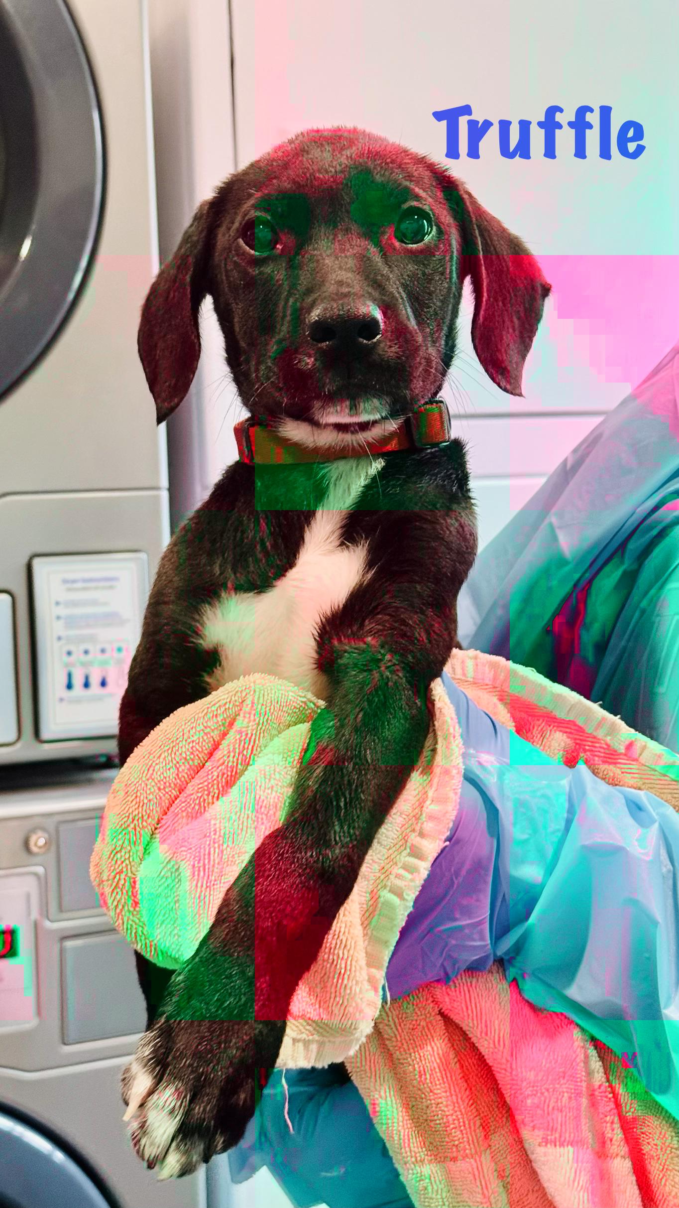 Enlarge Truffle, a Adoptable Mixed Breed in Rock Hill, NY image 1/1