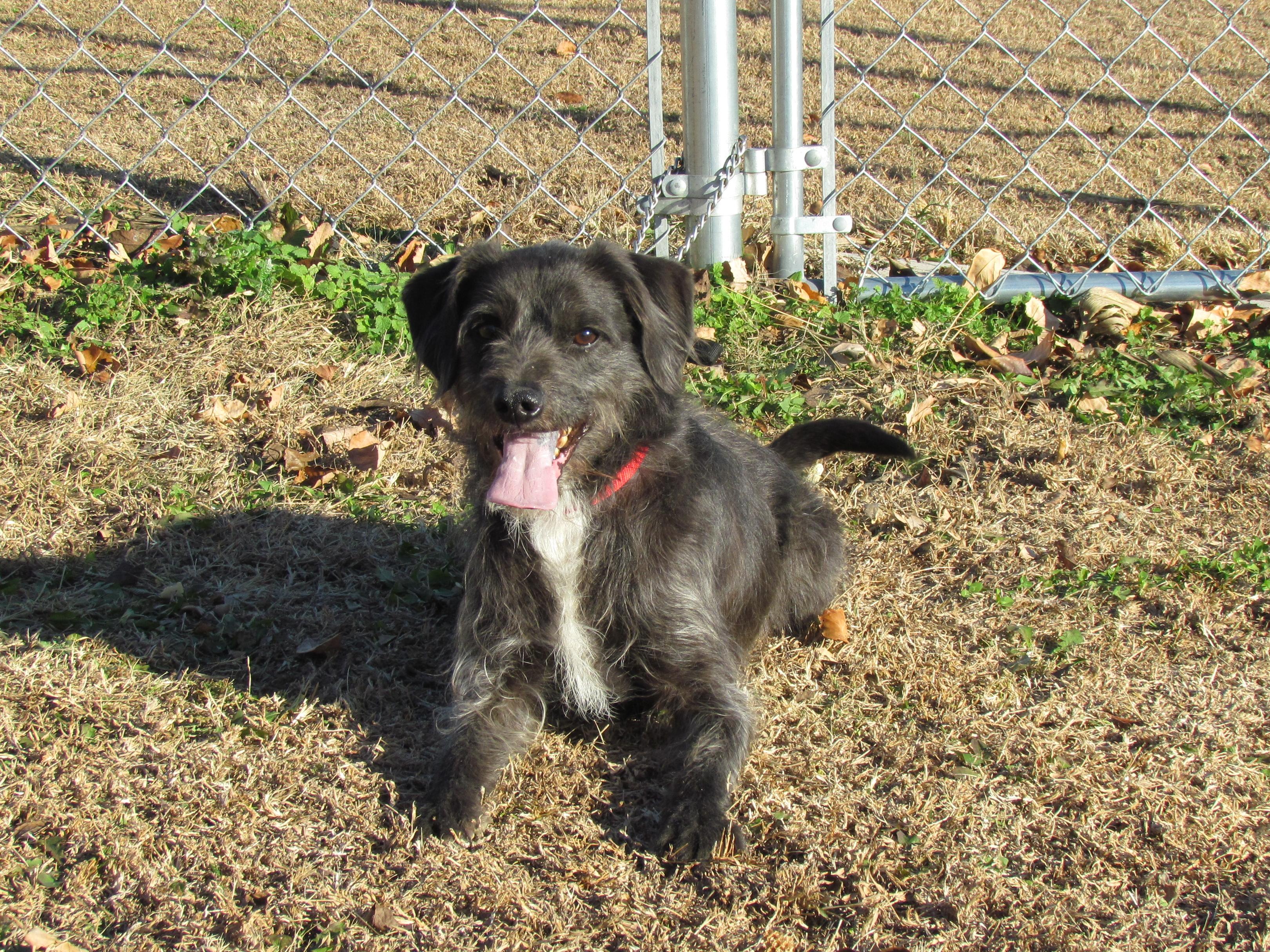 Enlarge GRIFFIN, a Adoptable mixed breed in Harrisburg, PA image 4/6