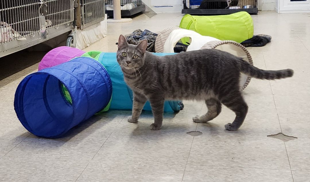 Enlarge Duncan, a Adoptable Tabby in Washingtonville, NY image 1/4