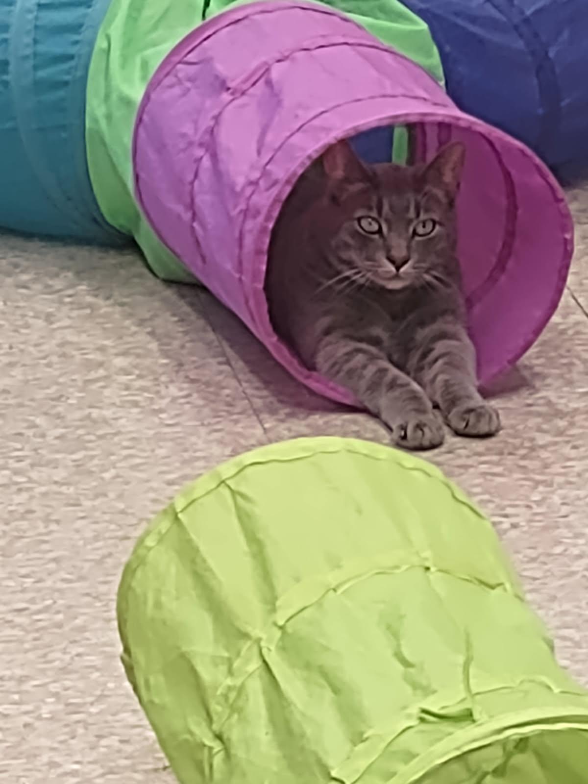 Enlarge Duncan, a Adoptable Tabby in Washingtonville, NY image 2/4